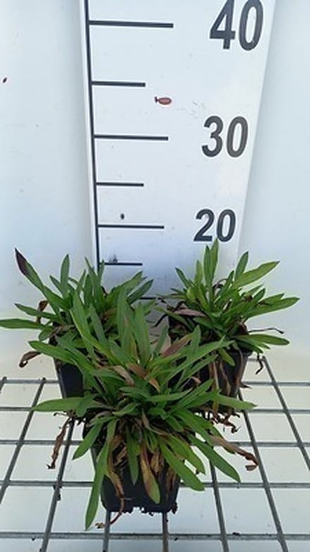 6x Fijnstraal - Erigeron hybr. Thinest Aller' | 9x9 cm pot