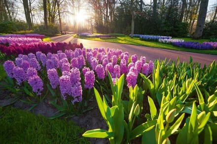 Fotobehang - Hyacint Flowers 375x250cm - Vliesbehang