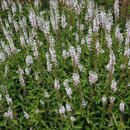 6 x Lysimachia Ephemerum -  Wederik pot 9x9cm