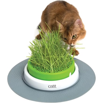 Jardinière d'herbe Catit