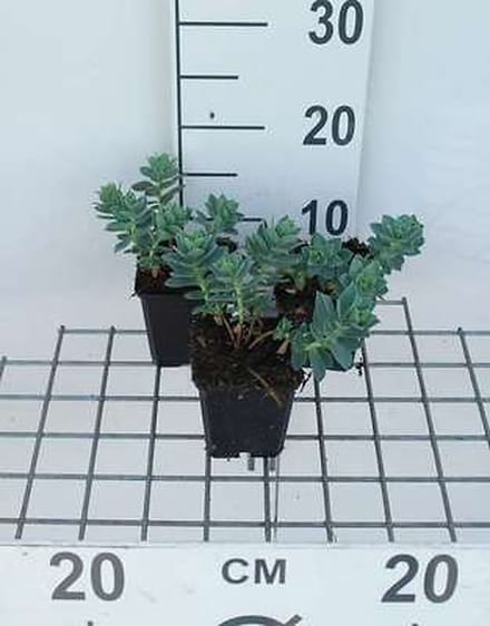 6x Wolfsmelk - Euphorbia myrsinites | 9x9 cm pot
