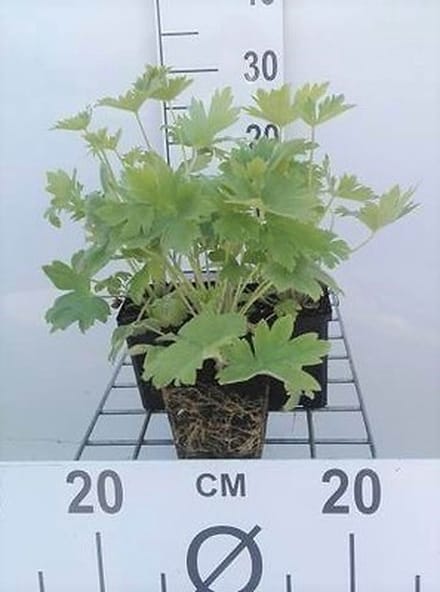 6x Ridderspoor - Delphinium (p) 'Blue Bird' | 9x9 cm pot