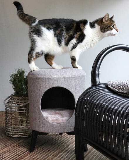 Kattenopvang D&D Home Louis