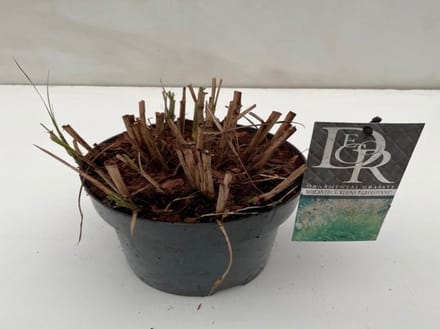 Miscanthus sinensis 'Kleine Silberspinne' - 3 liter pot - cm