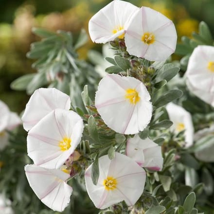Convolvulus Cneorum- zilverwinde 25-30 cm in pot