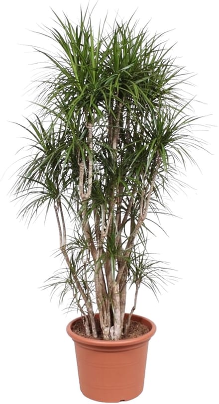 Dracaena Marginata vertakt - 220 cm - ø40