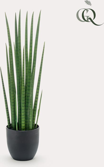 Kunstplant - Sanseveria Cylindrica - Vrouwentong - 70 cm