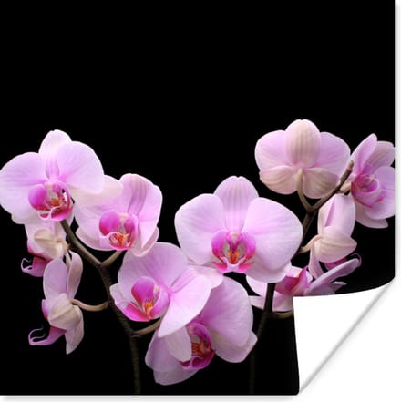 Poster Orchidee - Bloemen - Roze - Flora - 75x75 cm
