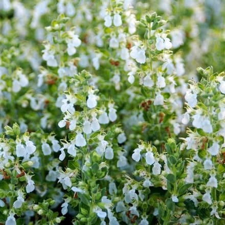 6x Teucrium chamaedrys 'Alba' Pot 9x9cm - Witbloeiende plant voor in de tuin