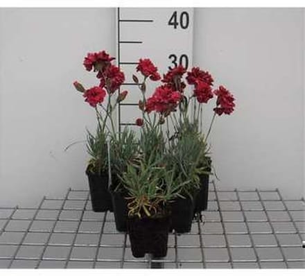 6x Grasanjer - Dianthus (p) 'Heidi' | 9x9 cm pot