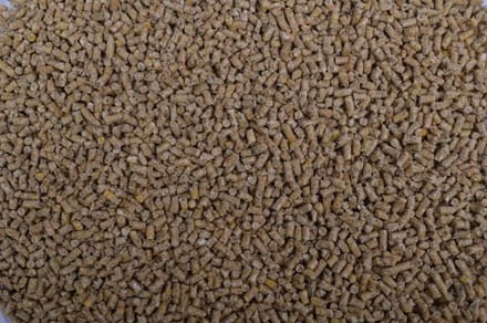 Wielink Kuikenkorrel 2MM 20KG