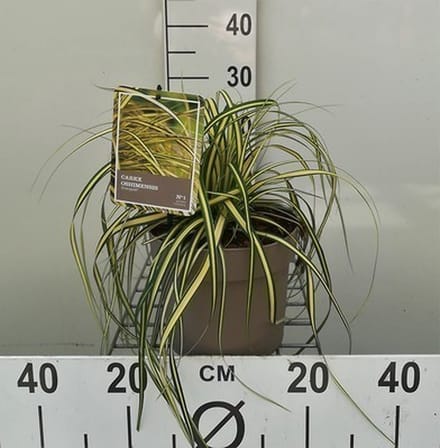 Japanase zegge - Carex osh. 'Evergold' | 3 liter pot
