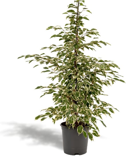 Ficus benjamina Twilight - Ø21cm - 95cm
