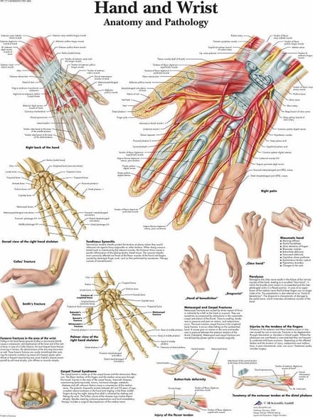 Het menselijk lichaam poster - Hand en pols poster (gelamineerd, 50x67 cm)