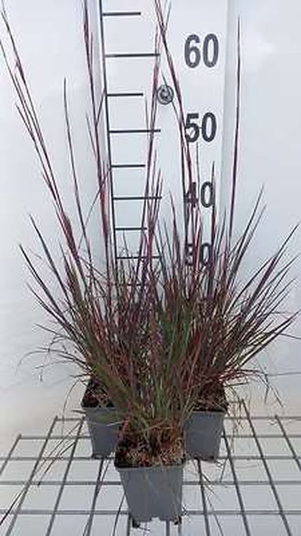 6x Schizachyrium - Schizachyrium scop. 'Blue Heaven'® | 9x9 cm pot