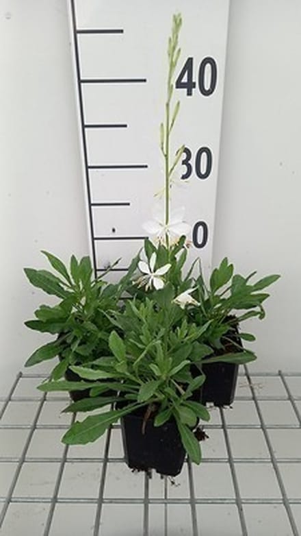 6x Galium - Gaura lindh. 'Cool Breeze' ( oenothera lindh.) | 9x9 cm pot