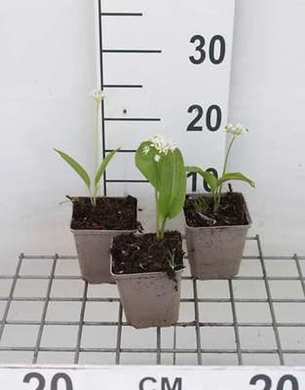 6x Daslook - Allium ursinum (ail des ours) | 9x9 cm pot