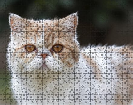 Puzzel Persische Kat | 500 stukjes | Dierenpuzzel | Kattenpuzzel