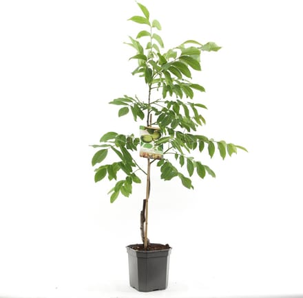 Juglans regia Broadview | veredelde walnoot | spil