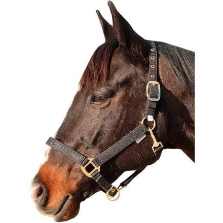 Halster voor paarden Canter Malibu