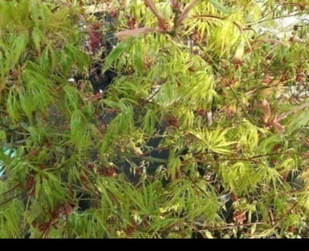 Acer palm. 'Dissectum' - Japanse Esdoorn 60- 80 cm in pot