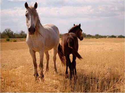 Fotobehang - Horse and foal.