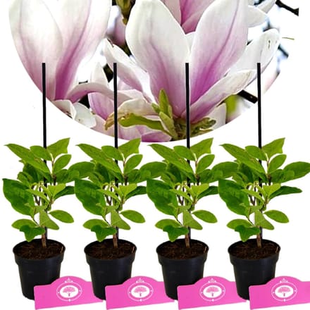 Set Van 4 Magnolia soulangeana 'Lennei' - Beverboom - 9cm pot