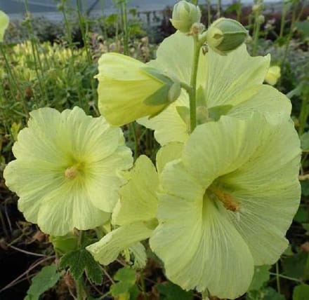 6 x  Alcea rosea 'Aurea' - Stokroos pot 9x9 cm