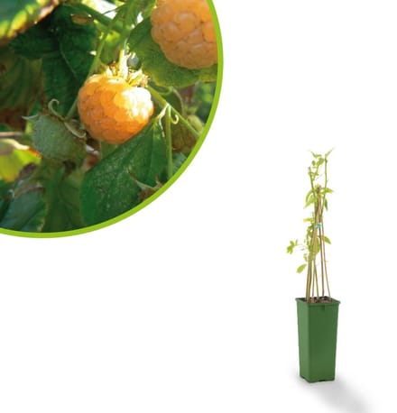 Framboos - Rubus idaeus Fallgold - frambozenplant - frambozenstruik - kleinfruit - eigen fruit kweken -ca. 50cm hoog