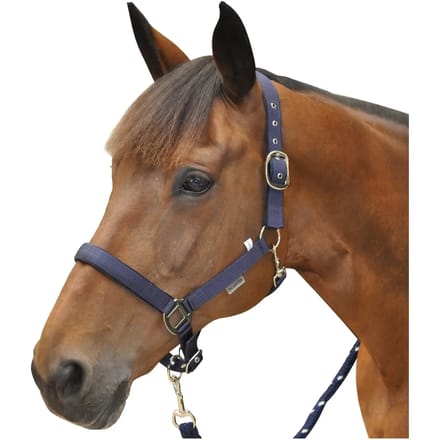 Paardenhalster Canter