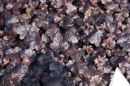 6x Damastbloem - Heuchera hybr. 'Black Sea' | 9x9 cm pot
