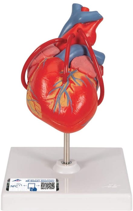 Menselijk anatomiemodel van het hart met bypass, 2-delig en gratis anatomiesoftware