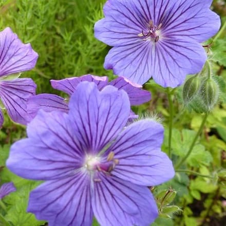 6x Ooievaarsbek - Geranium ‘Blue Blood’ - Pot 9x9cm