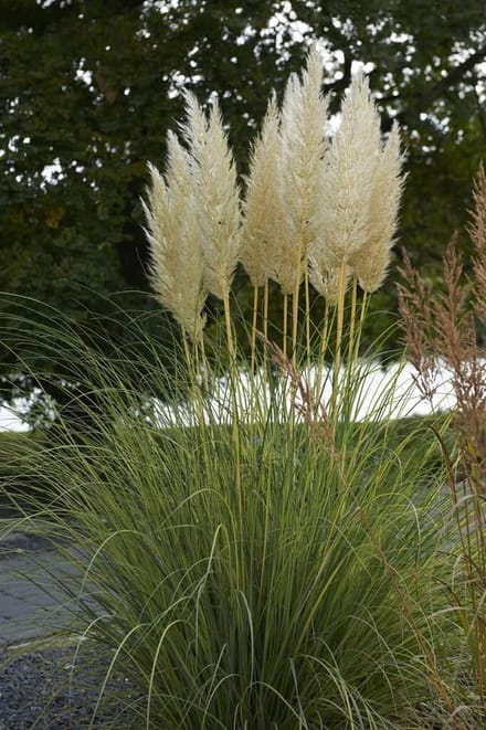 Cortaderia Selloana Evita - Set van 4 - Dwerg pampasgras - Pot 3 Liter - Pluimkleur Wit