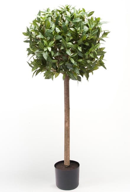 Emerald - Laurier bal - In pot - 90 cm - groen
