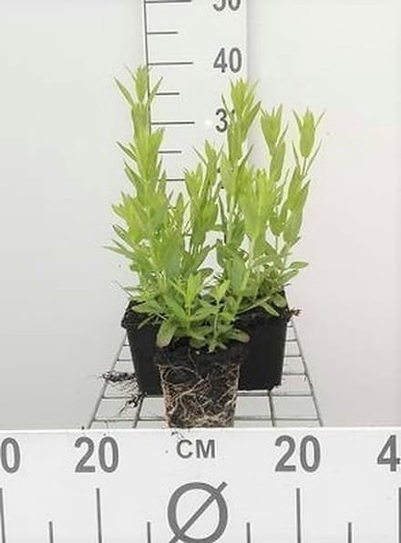 6x Kattenstaart - Lythrum sal. 'Robert' | 9x9 cm pot