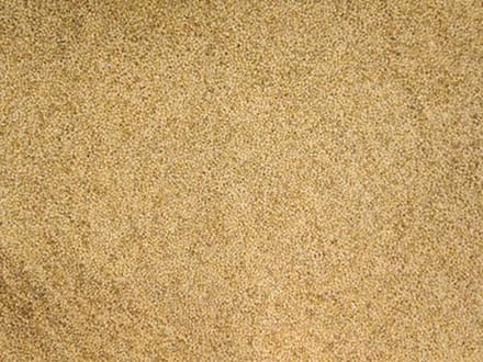 VOGELVOEDERS Senegalgierst/Panicum