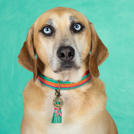 Maui Hondenhalsband M (Halsomvang 34-39 cm / 2,5 cm)