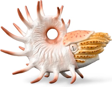 COLLECTA Figurine - Cooperoceras - (Xl) - Prehistorie - Handgeschilderd - Miniatuur