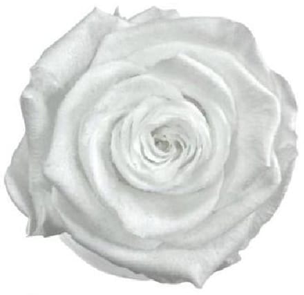 4x Dc pres.rozen teddy white