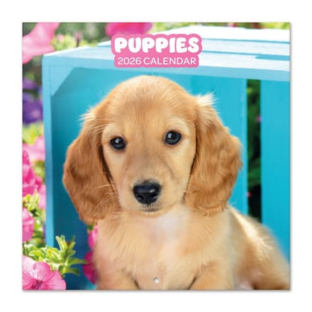 Honden kalender 2026 - puppies - Labrador - formaat 30 x 30 cm.
