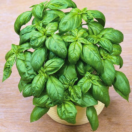 Sluis Garden - Basilicum Grove, Grootbladige (Ocimum basilicum)