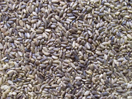Vogelvoer- Vogelzaden- Mariadistelzaad- Mariendistelzaad- 2 Kilo