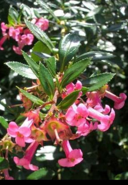 Escallonia rubra 'Macrantha' - Escallonia 40- 50 cm in pot