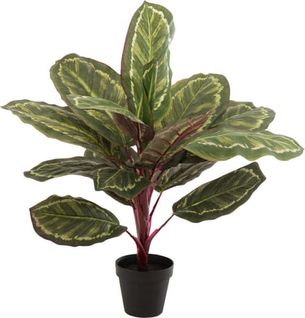 J-Line plant Peacock Plant In Pot - kunststof - groen