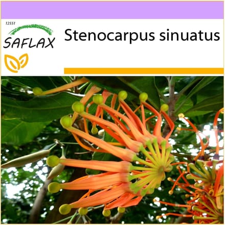 SAFLAX - Vuurwielboom - 20 zaden - Stenocarpus sinuatus