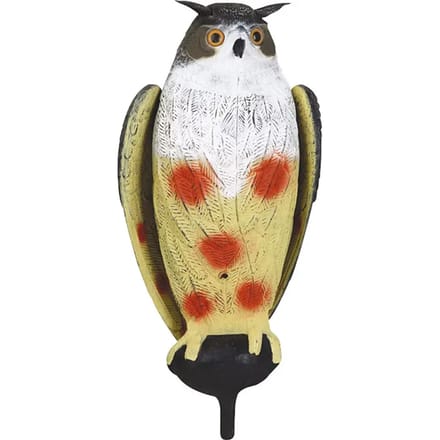 Bellers Stepland grand duc ailes battantes
