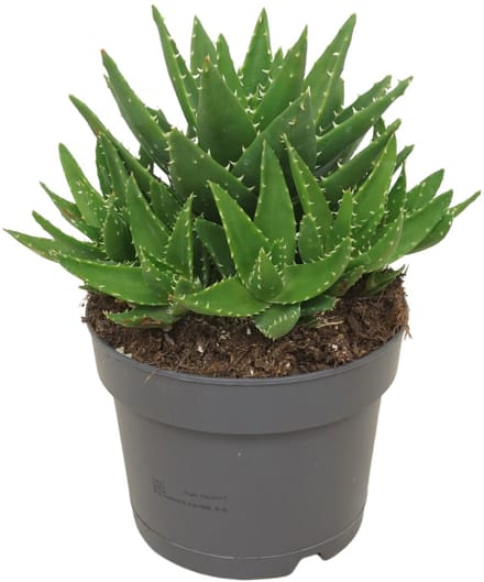 JUNAVERA Aloe perfoliata in 5 cm pot â€“ compacte vetplant van 15 cm hoog