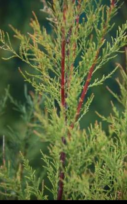 Tamarix ram. 'Hulsdonk White'® - Tamarisk 50- 60 cm in pot