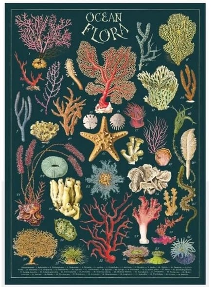 Poster Oceaan Flora - Cavallini & Co - Vintage Schoolplaat Oceaan